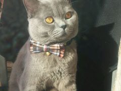 -瑞派天宁宠物医院·猫科·异宠中心