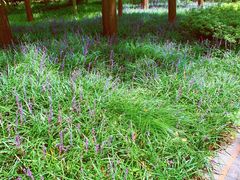 -徐家汇源景区-衡山公园