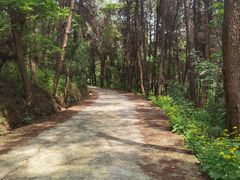 -铁山坪森林公园