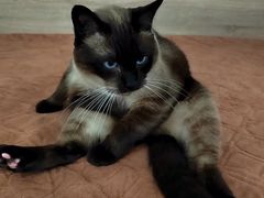 -北京赛佳动物医院