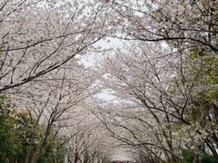 -高东镇樱花园