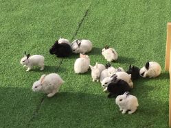 -萌宠亲子动物乐园(槐房万达店)