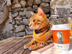 -喵屿·大理花园猫咖