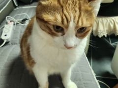 -瑞派申生动物医院·24H夜诊·国际动物医疗中心·骨外科(吴中路店)
