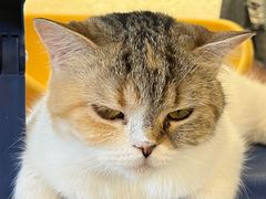-平行世界·猫咖(首经贸店)