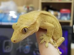 -藦茜花园宠物主题亲子互动体验馆(国顺东路店)