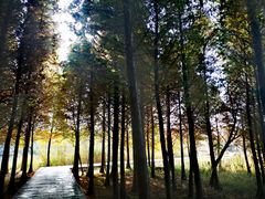 -溱湖国家湿地公园