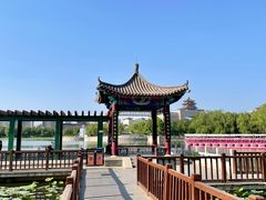 -莲花池公园
