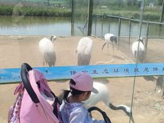 -盐城丹顶鹤湿地生态旅游区