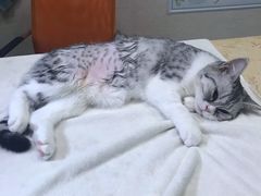 -东莞宠友24H宠物中心医院·转诊夜诊·异宠(新河北路院)