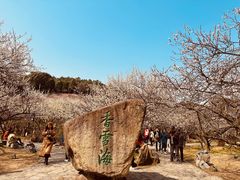 -香雪海
