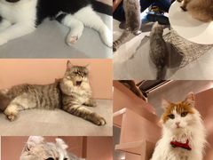 -猫儿山۰猫主题餐厅