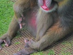 -西霞口神雕山野生动物世界