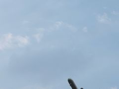 -空港花田景区