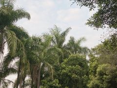 -番禺大夫山森林公园