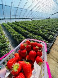 -蓝呗呗蓝莓草莓采摘园(通州区马驹桥店)