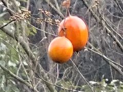 -都江堰中华大熊猫苑