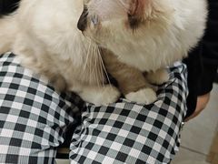 -安安宠医宠物医院·异宠·犬猫内科(岳阳分院)