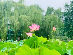 -莲湖公园
