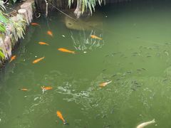 -海南槟榔谷黎苗文化旅游区