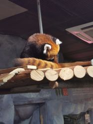 -Zoolung Zoolung动物主题公园(海信广场店)