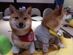 -逗柴咖啡屋·狗咖猫咖宠物桌游