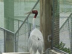 -盐城丹顶鹤湿地生态旅游区