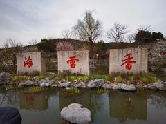 -香雪海