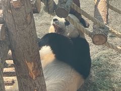 -大连森林动物园