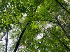 -黑龙江省森林植物园