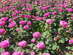 -石家庄市植物园