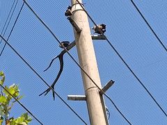 -西霞口神雕山野生动物世界