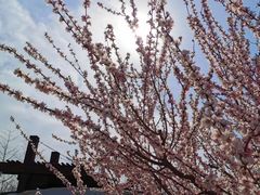 -永定河休闲森林公园