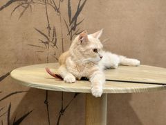 -楼上猫咖(罗湖店)