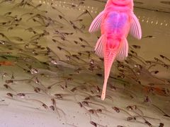 -华声天桥民俗文化园