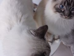 -喵的天空名猫咖啡馆·撸猫·猫舍·用品