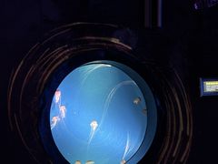 -合肥海洋世界