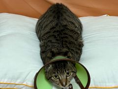 -瑞派动物医院·绝育·犬猫全科·预防医学(光景江南中店)