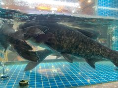 -浔味·山屿湖·正宗淳牌全鱼宴老字号
