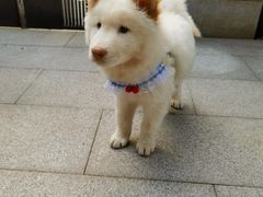 -半岛宠物医院24小时(西派城店)