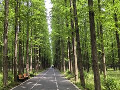 -东平国家森林公园