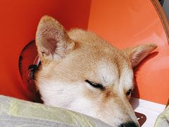 -瑞派宠物医院·犬猫全科·猫友好(宾水西道店)