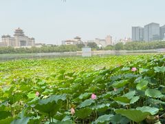 -莲花池公园
