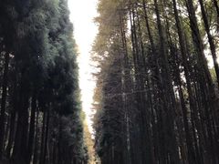 -山王坪喀斯特国家生态公园