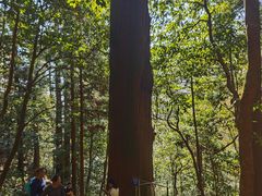 -天目山大树王景区