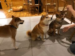 -柴务处·柴犬主题狗咖