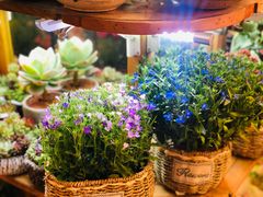 -双季花艺园艺市场(浦东店)