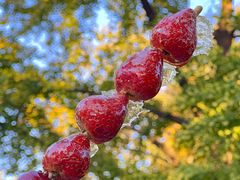 -三里屯东五街银杏大道