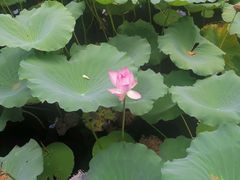 -荔湾湖公园