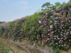 -都江堰玫瑰花溪谷